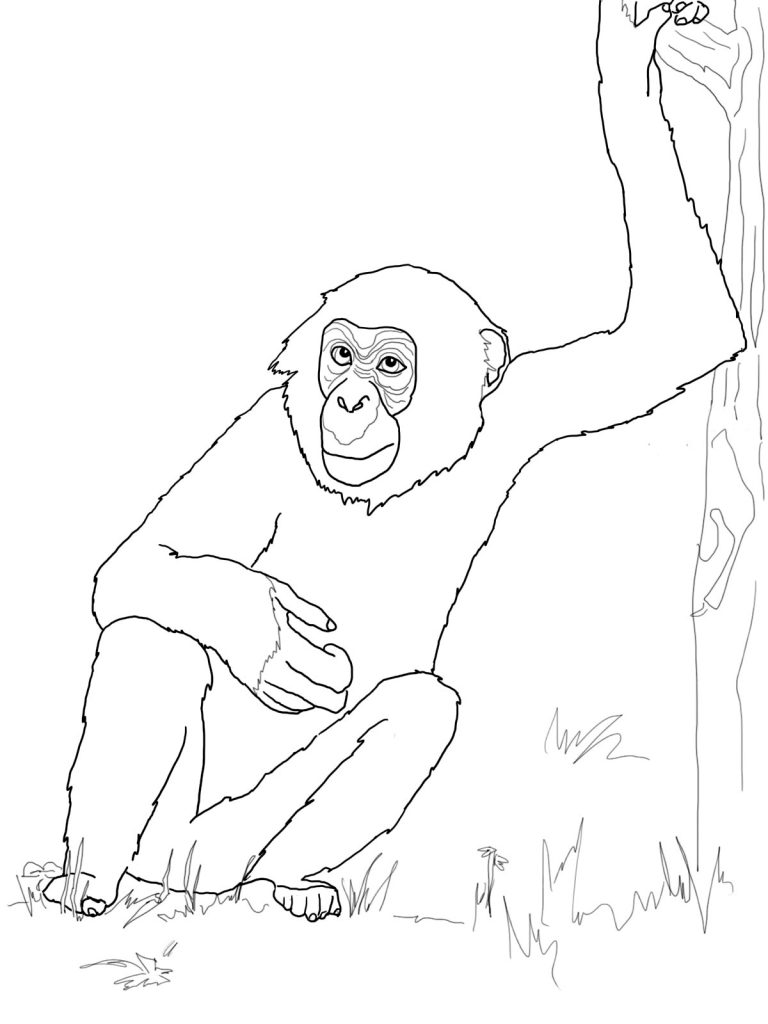 Chimpanzee Coloring Pages Pictures