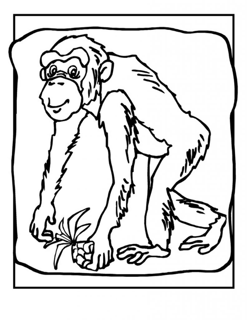 Chimpanzee Coloring Pages Printable