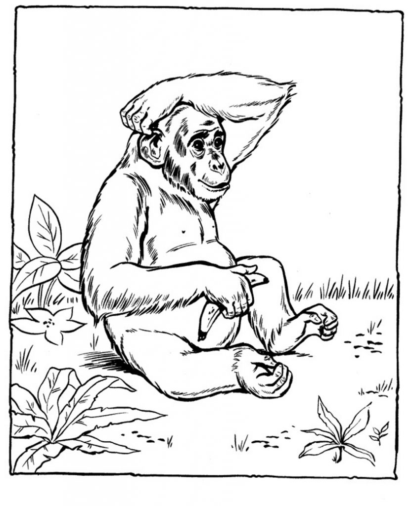 Chimpanzee Coloring Pages for Kids