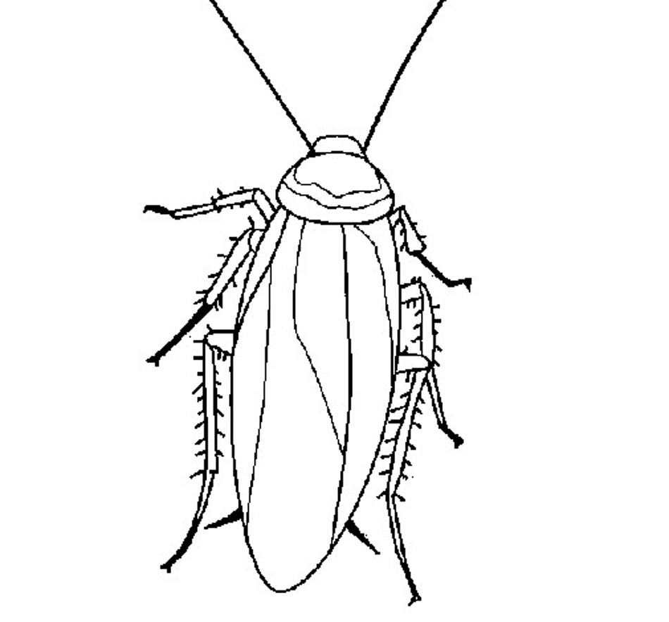 Cockroach Coloring Pages Images