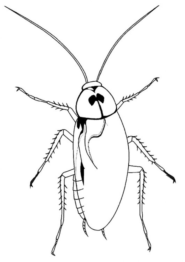 Cockroach Coloring Pages Printable
