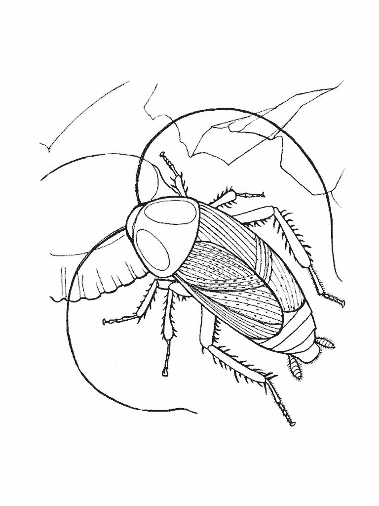 Coloring Pages Cockroach