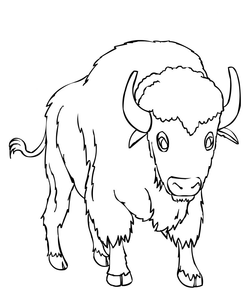 Coloring Pages of Bison