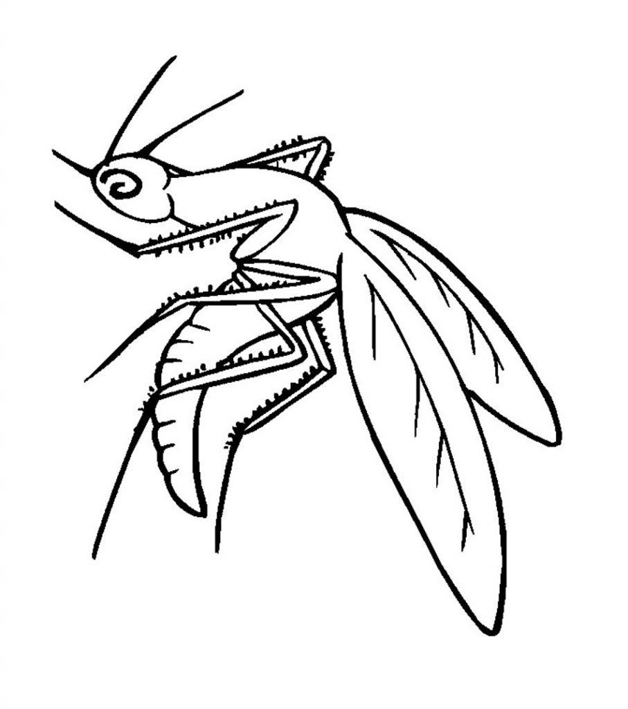 Coloring Pages of Mosquito