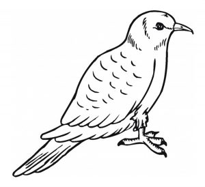 Free Printable Pigeon Coloring Pages For Kids
