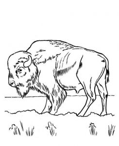 Free Printable Bison Coloring Pages For Kids