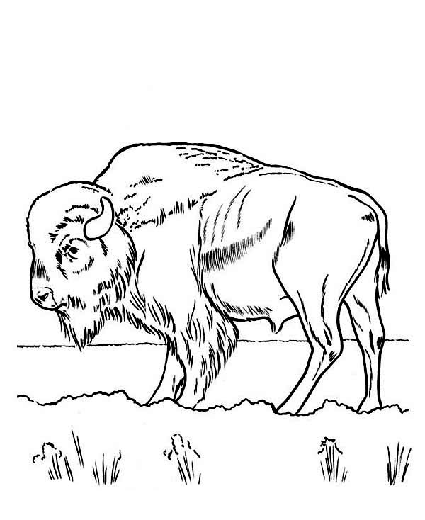 Free Printable Bison Coloring Pages For Kids