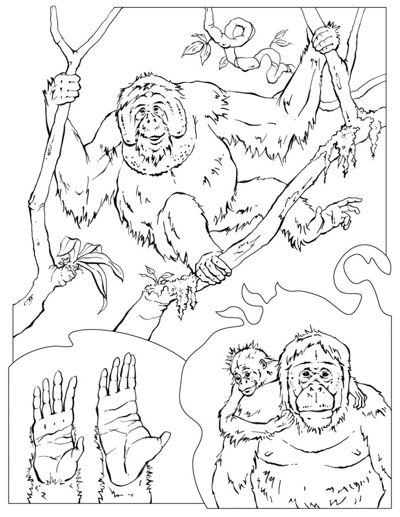 Free Chimpanzee Coloring Pages