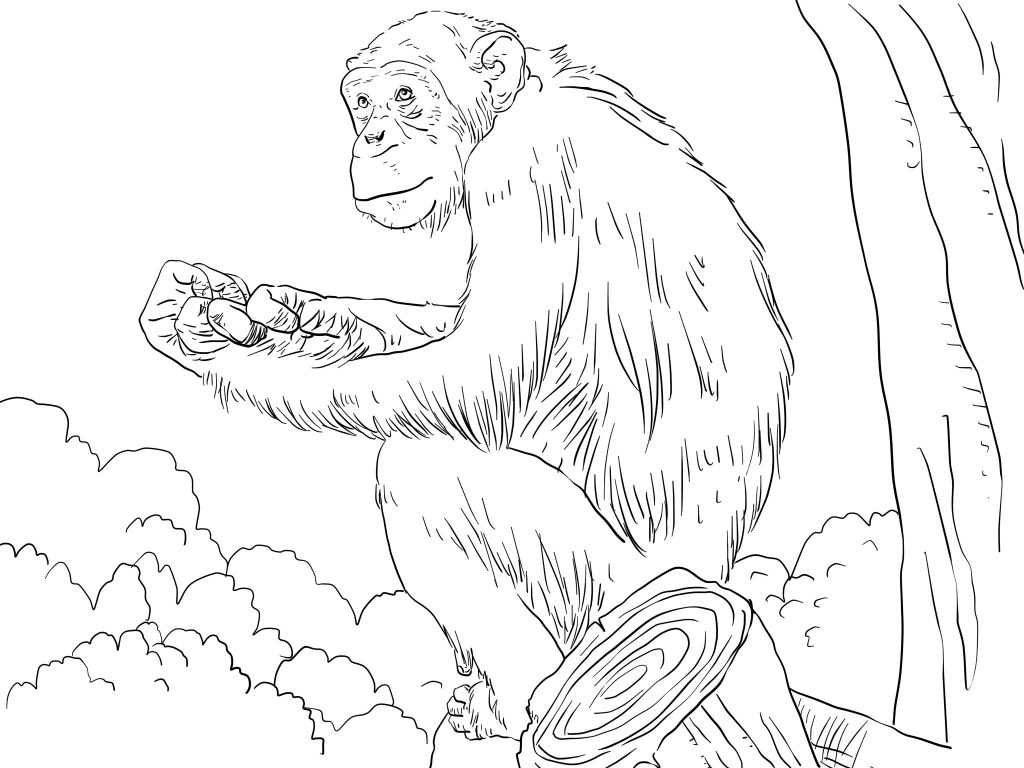 Free Printable Chimpanzee Coloring Pages