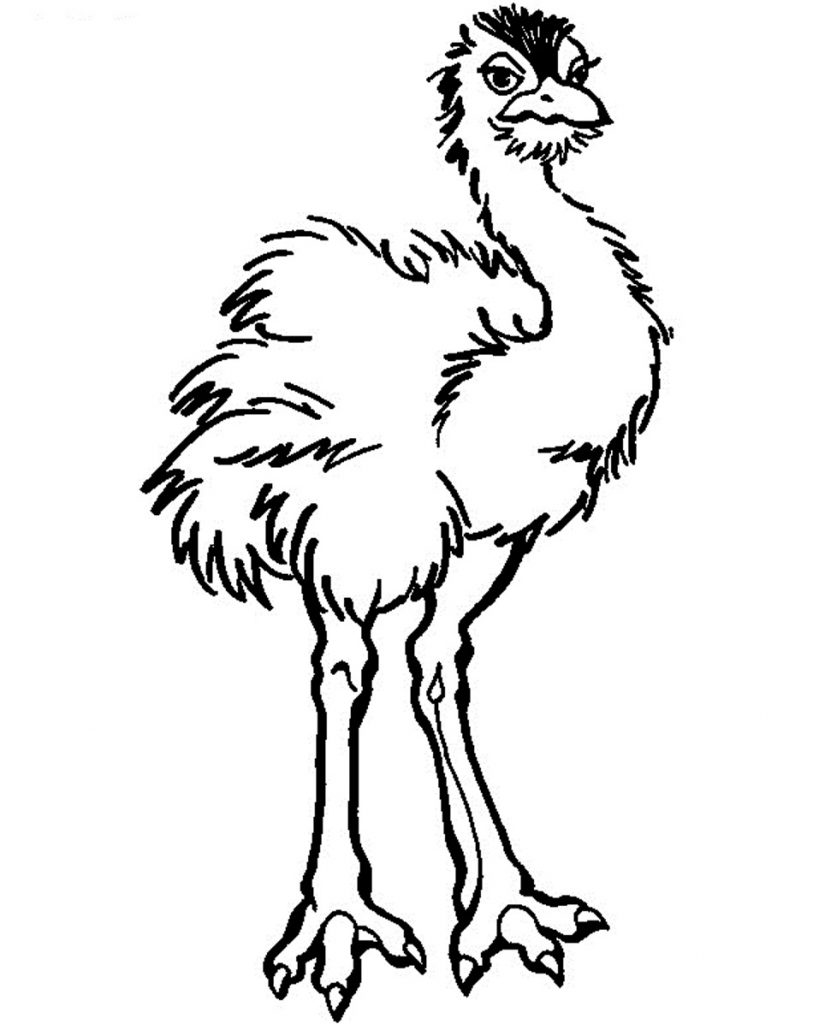 Free Printable Ostrich Coloring Pages