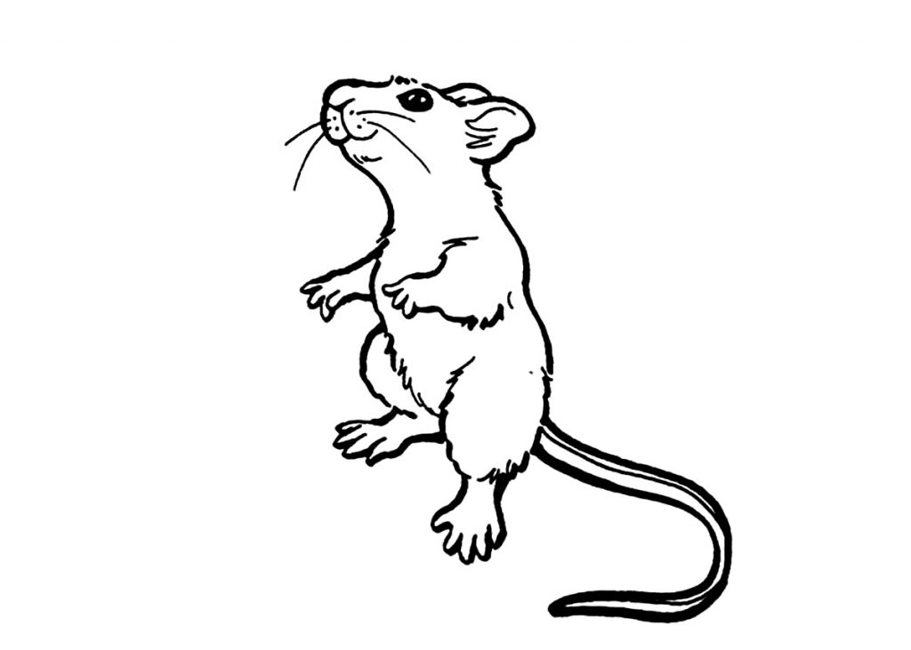 Free Printable Rat Coloring Pages