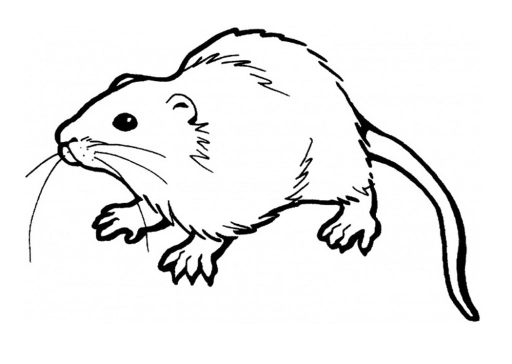 Free Rat Coloring Pages