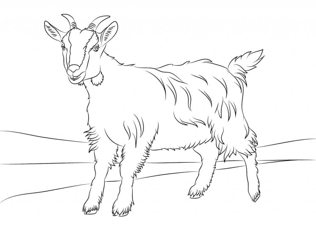 Goat Coloring Pages Images