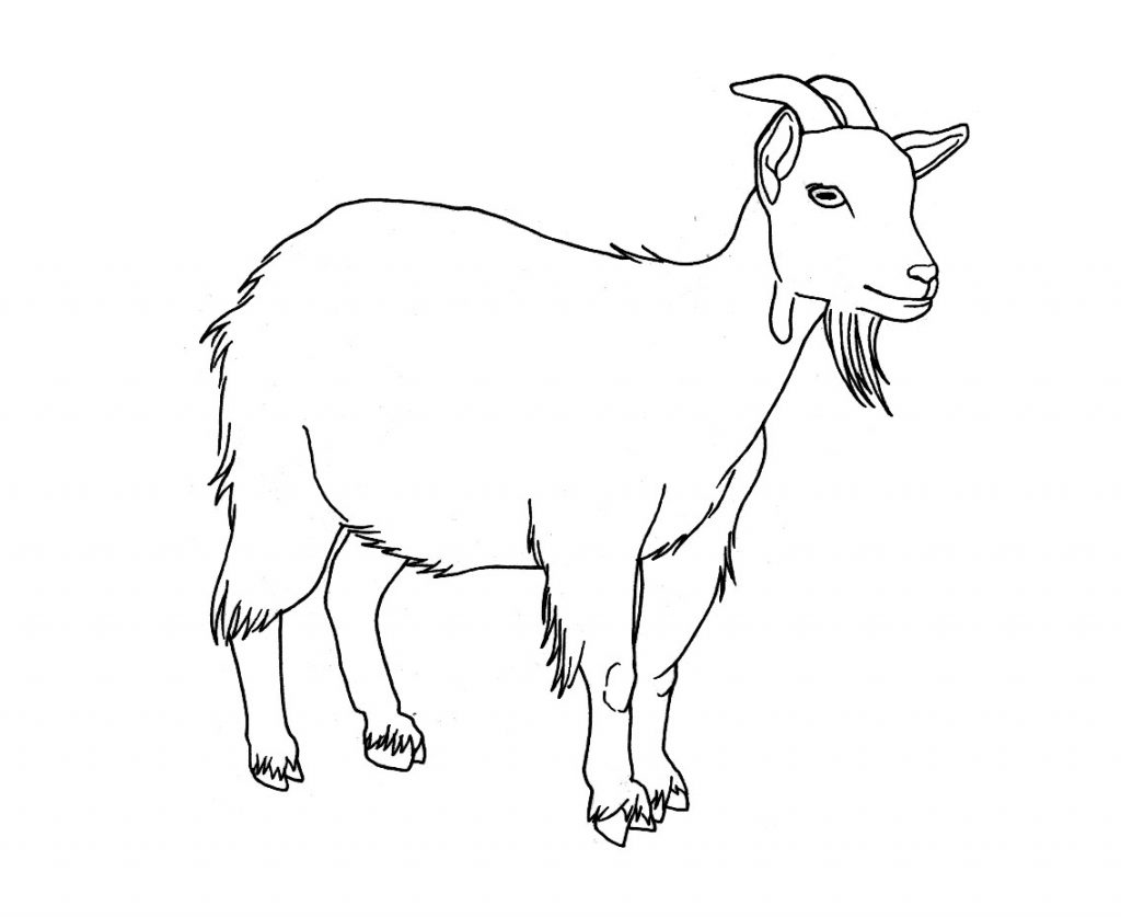 Goat Coloring Pages Photos