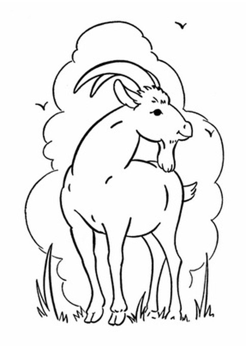 Free Printable Goat Coloring Pages For Kids