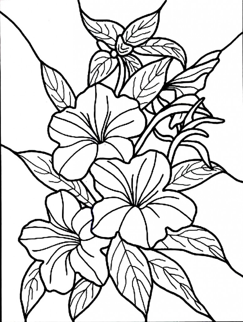 Hibiscus Coloring Pages Images