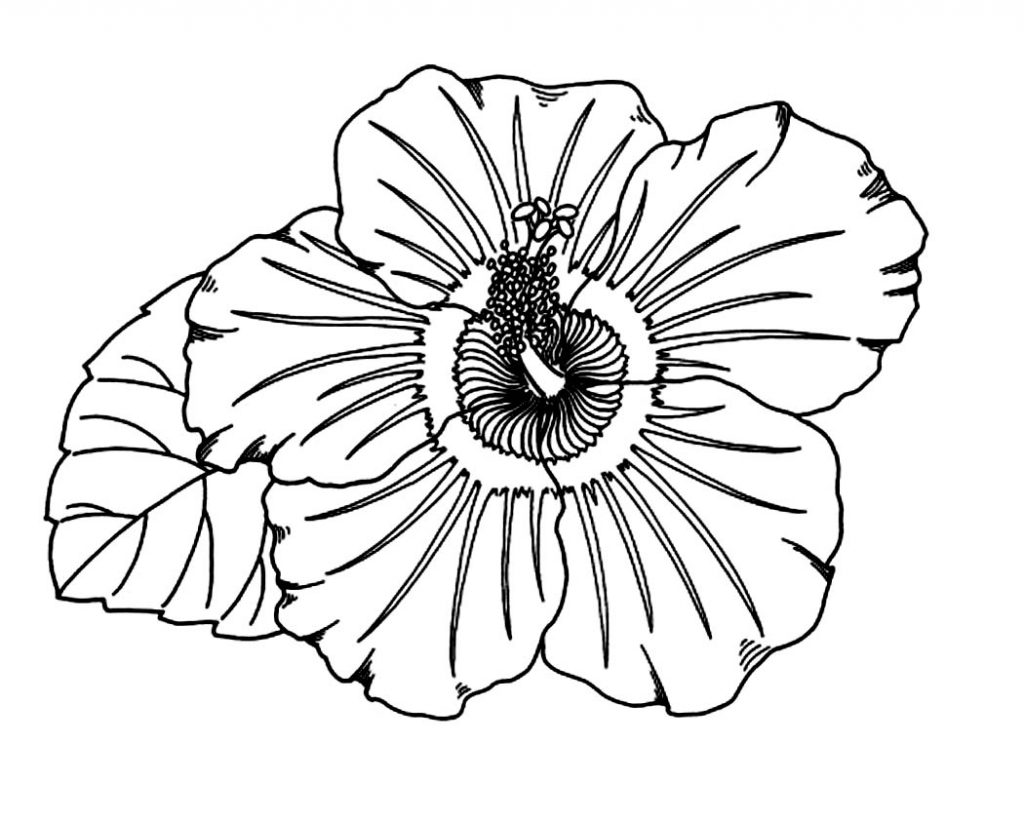 Free Printable Hibiscus Coloring Pages For Kids