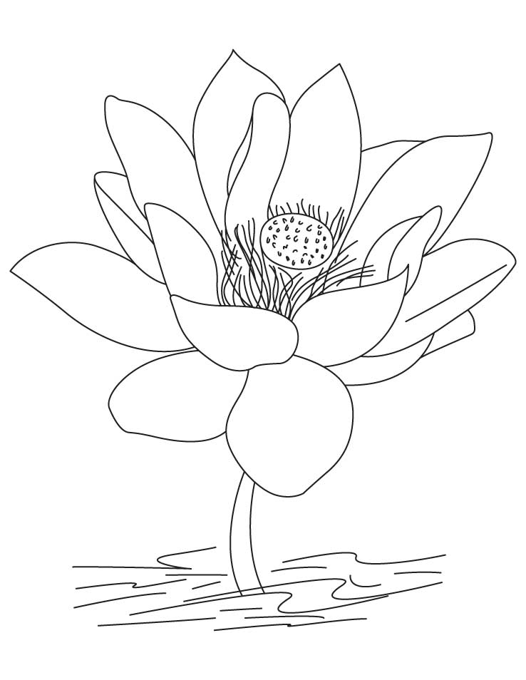 Free Printable Lotus Coloring Pages For Kids