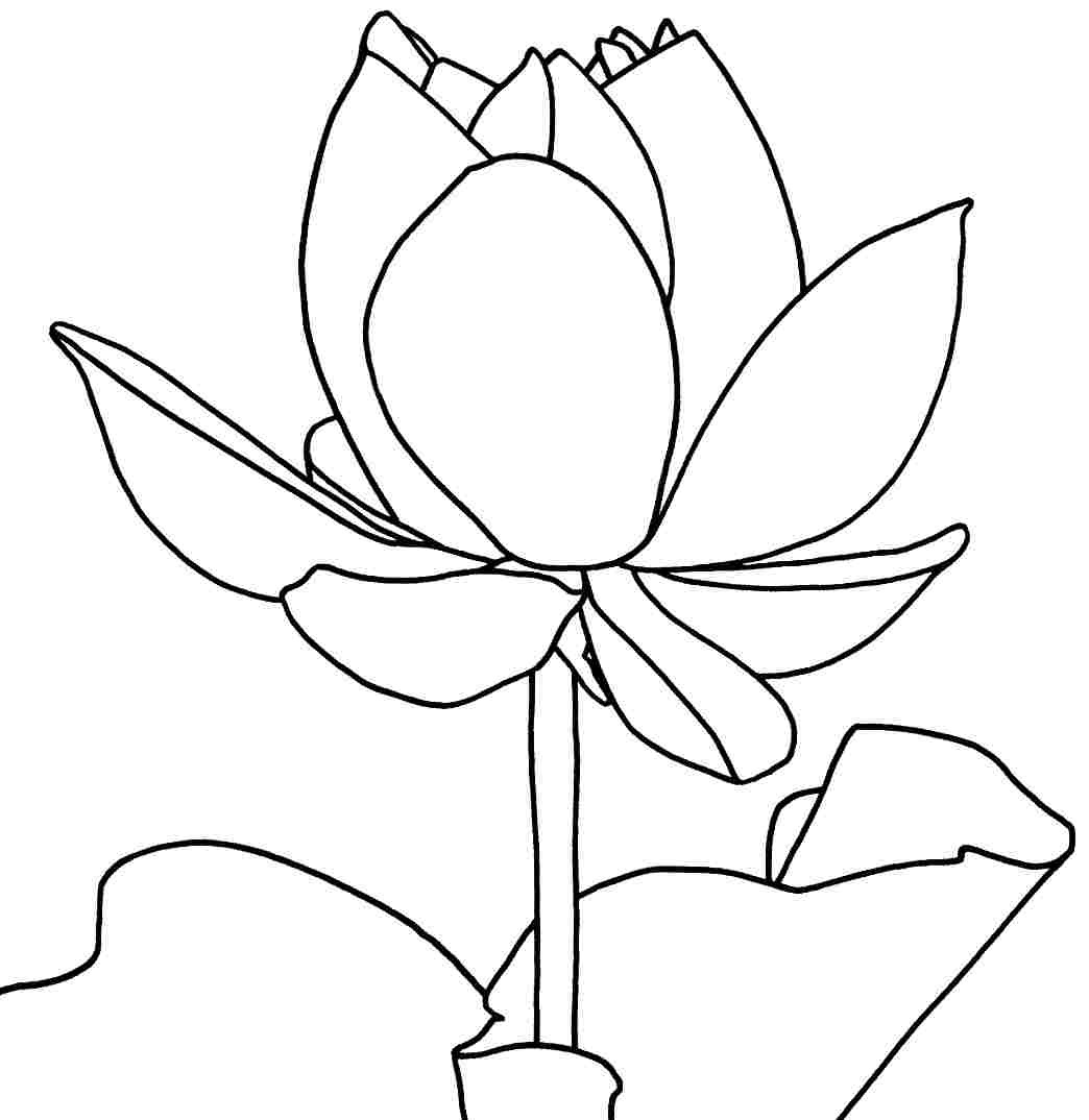 Adult Coloring Page Lotus Flower Coloring Pages
