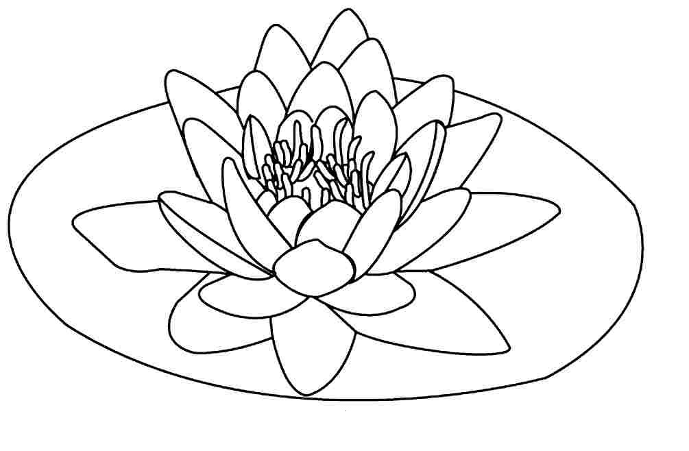 Lotus Flower Coloring Pages to Print