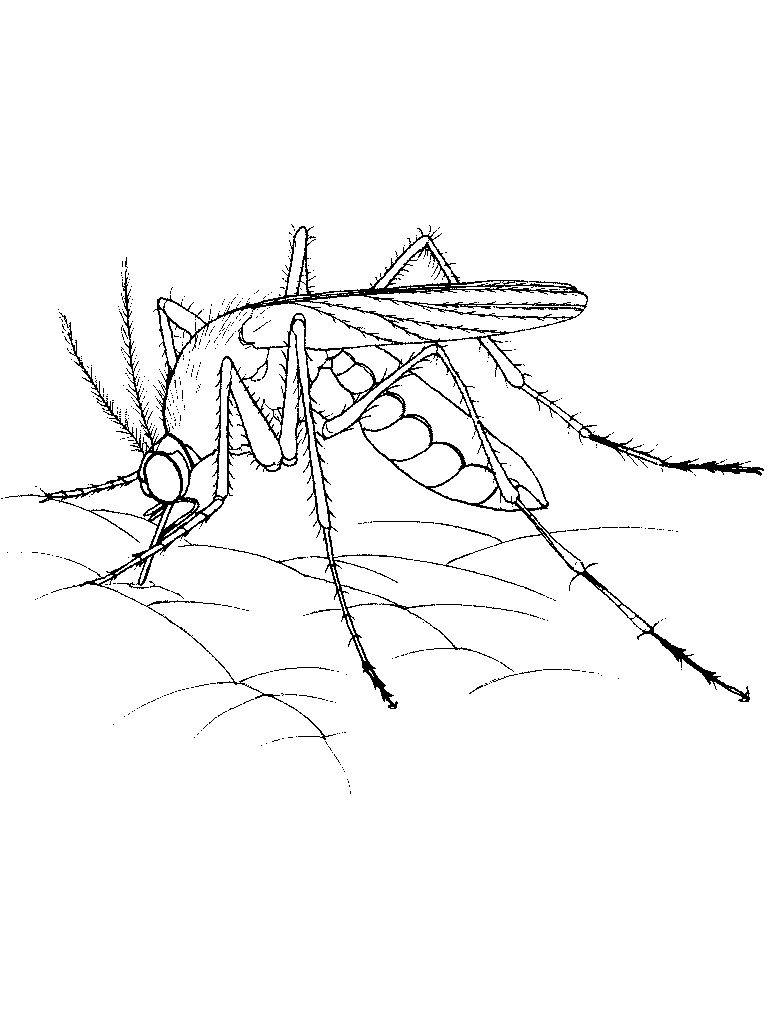 Mosquito Coloring Pages