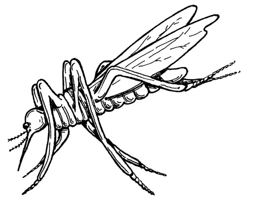 Mosquito Coloring Pages Pictures