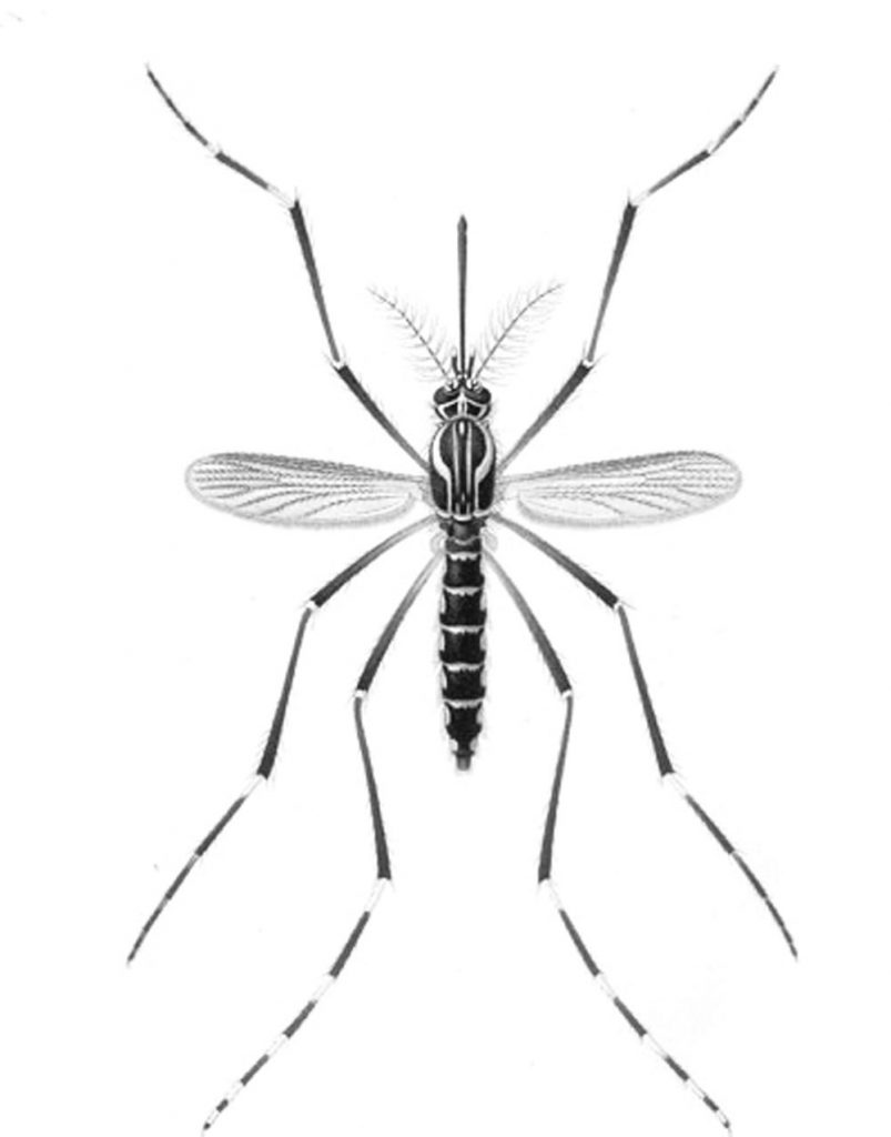 Mosquito Coloring Pages to Print