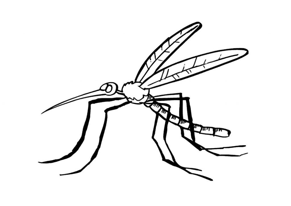 Mosquito Coloring Sheets