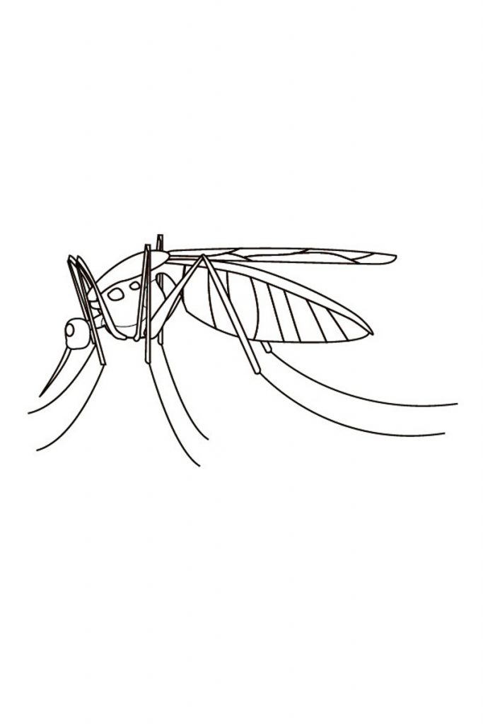 Mosquito Printable Coloring Pages