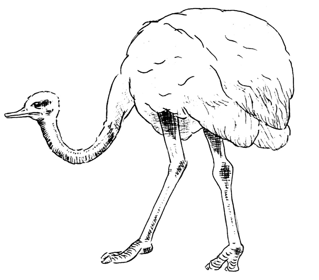 Ostrich Coloring Pages For Kids