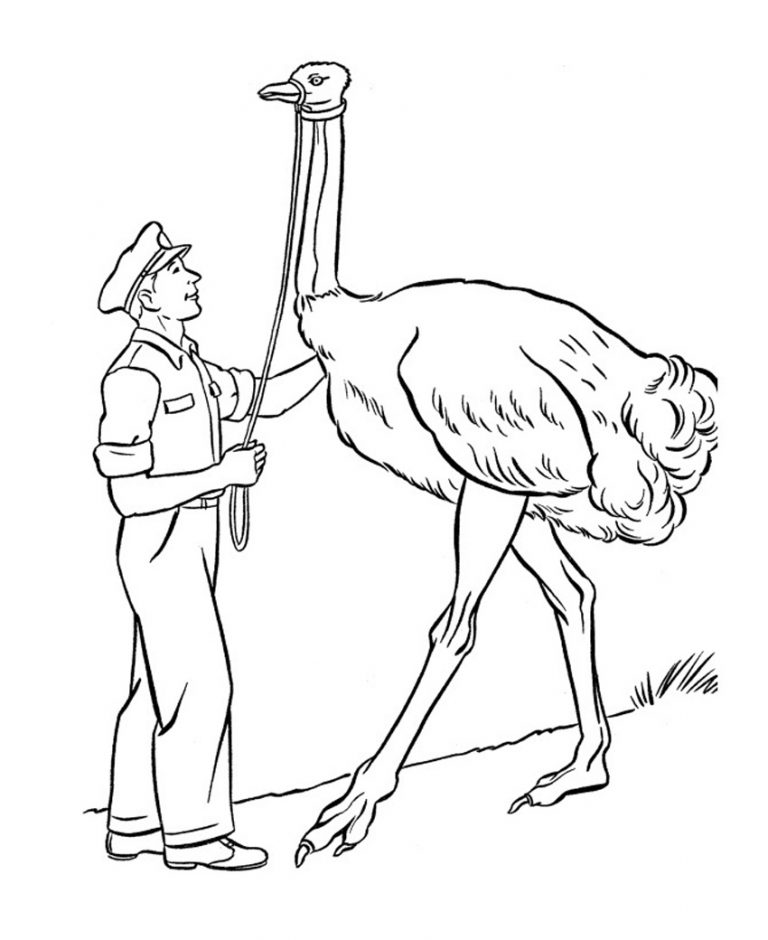 free printable ostrich coloring pages for kids