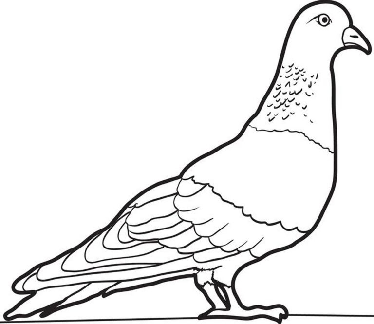 Free Printable Pigeon Coloring Pages For Kids