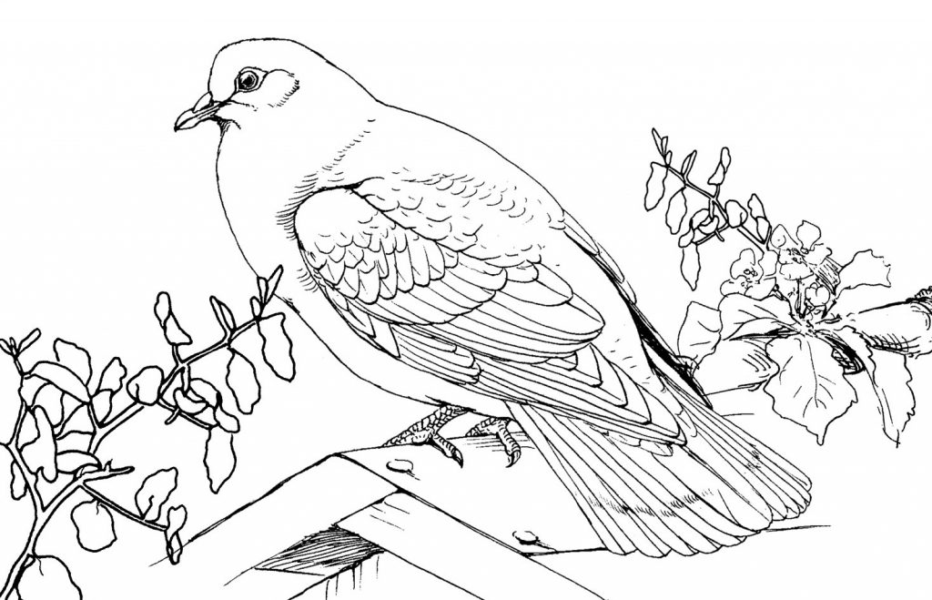 Free Printable Pigeon Coloring Pages For Kids