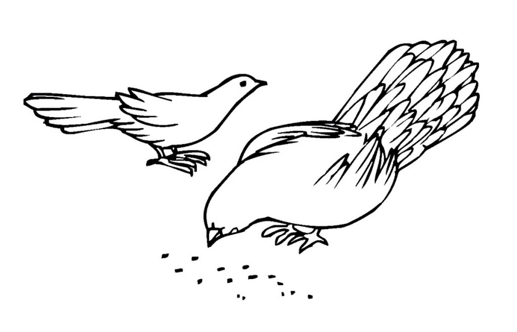 Pigeon Coloring Pages Images