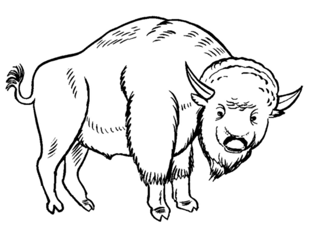 Printable Bison Coloring Pages