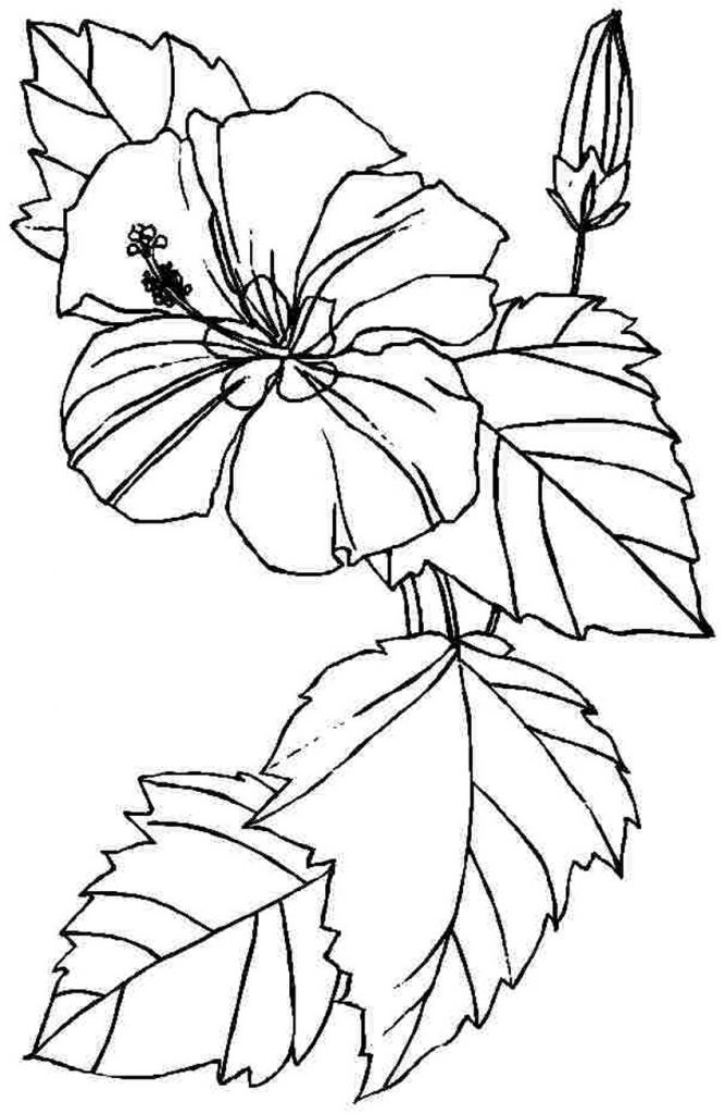 Printable Hibiscus Coloring Pages