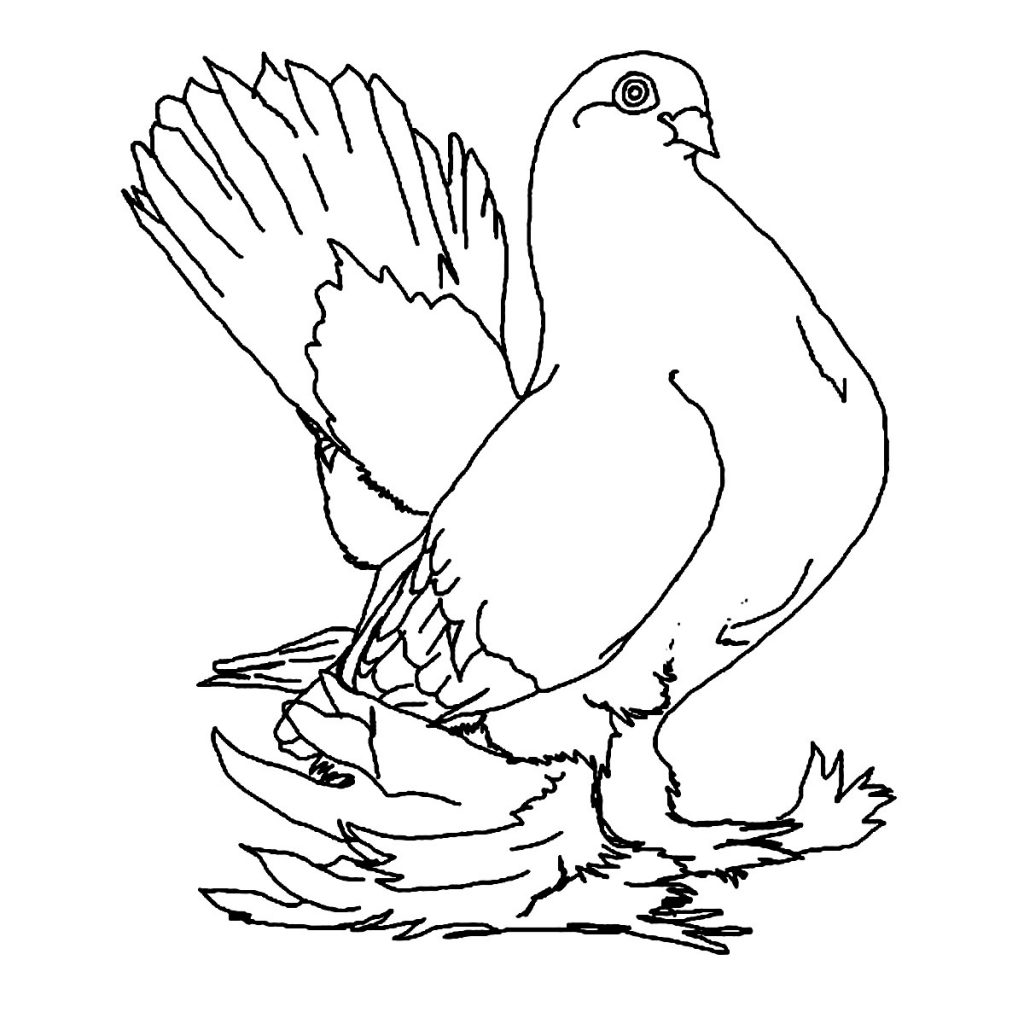 Printable Pigeon Coloring Page