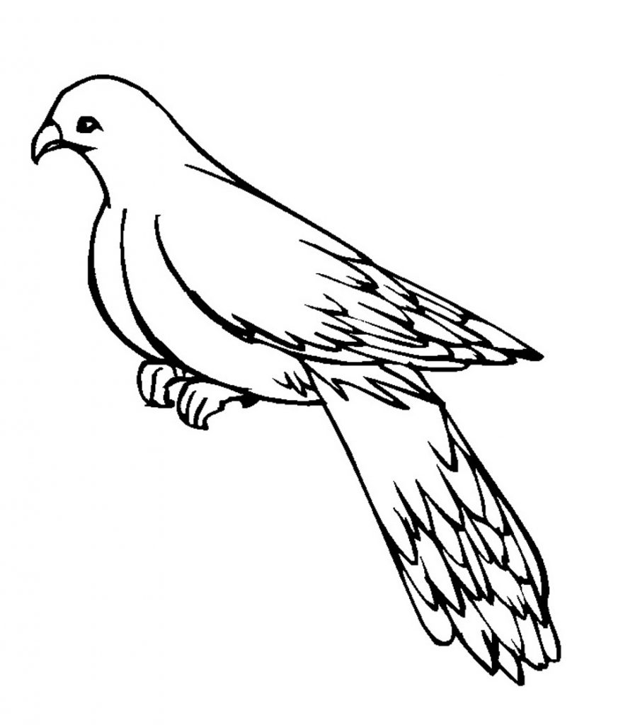 Printable Pigeon Coloring Pages