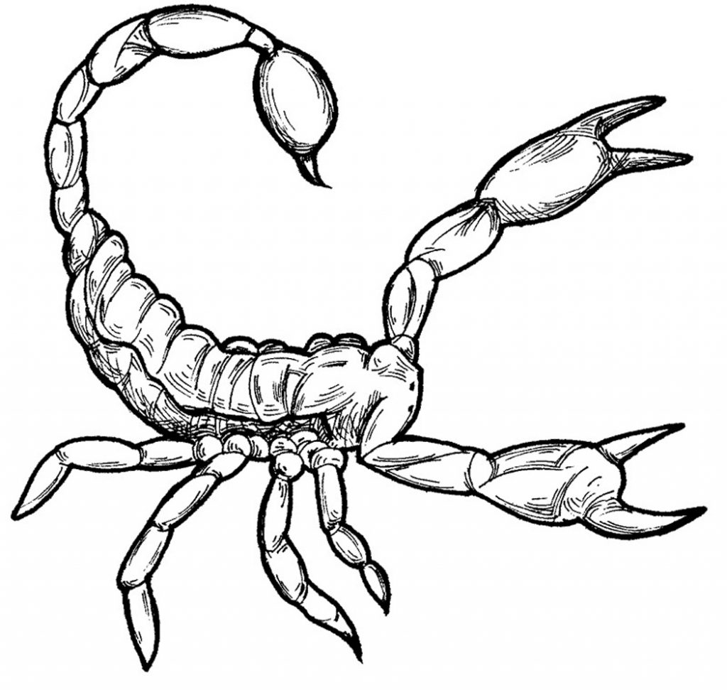 Printable Scorpion Coloring Pages