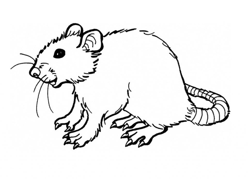 Rat Coloring Page