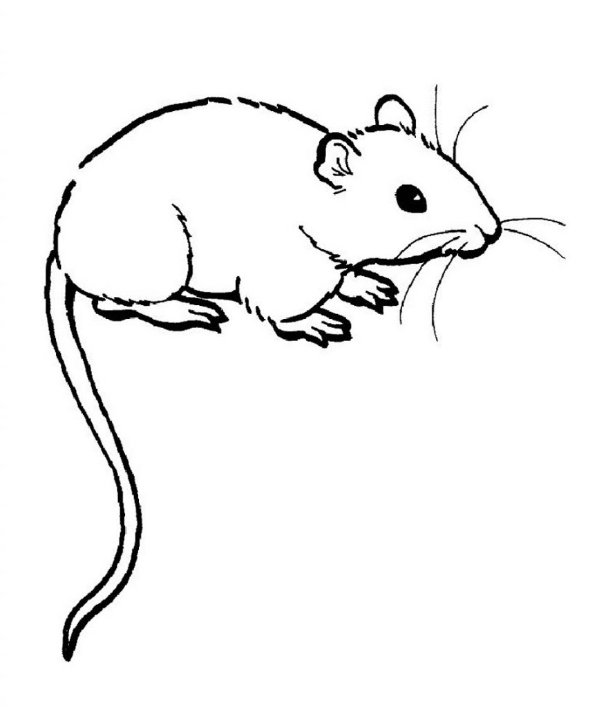 Rat Coloring Pages