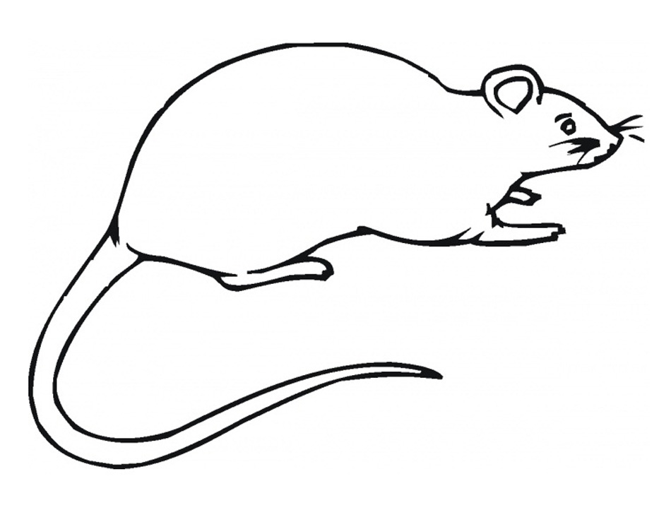 Rat Coloring Pages for Kids