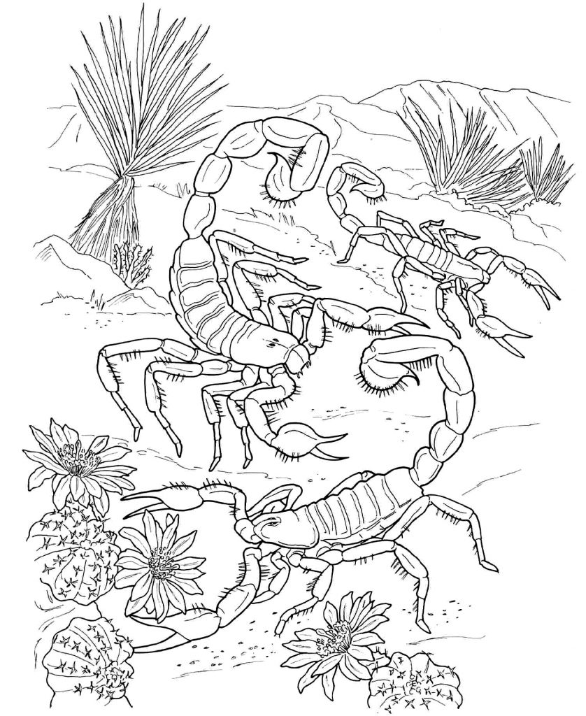 Download Free Printable Scorpion Coloring Pages For Kids