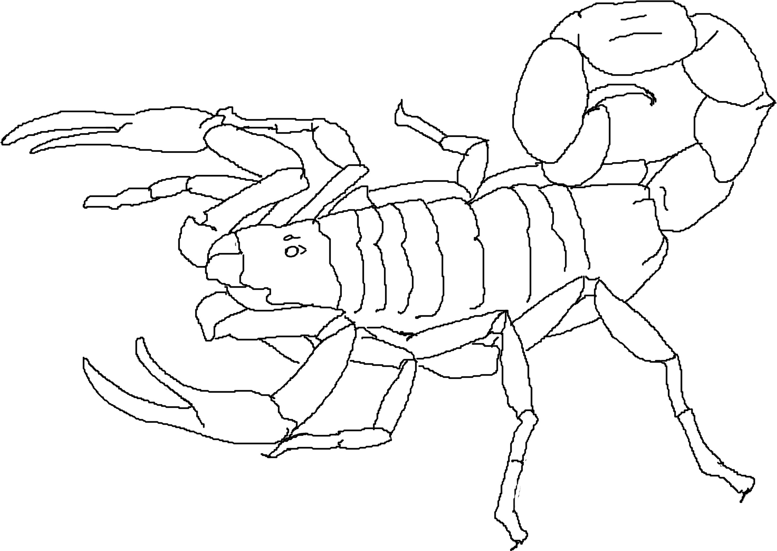 Featured image of post Drawing Scorpion Coloring Page Color in this picture of a scorpion and others with our library of online coloring pages