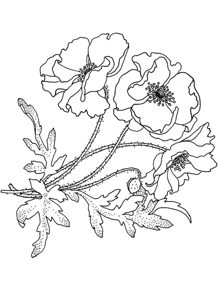 Anemone Flower Coloring Page