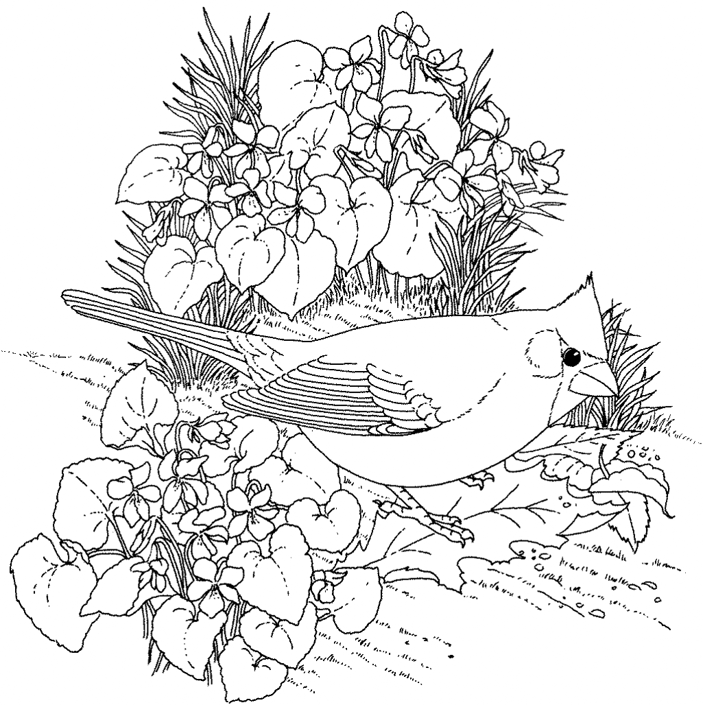 Cardinal Bird In Flowers Coloring Page