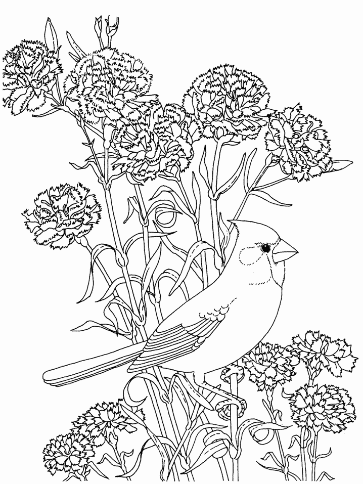 Cardinal In Carnations Coloring Page