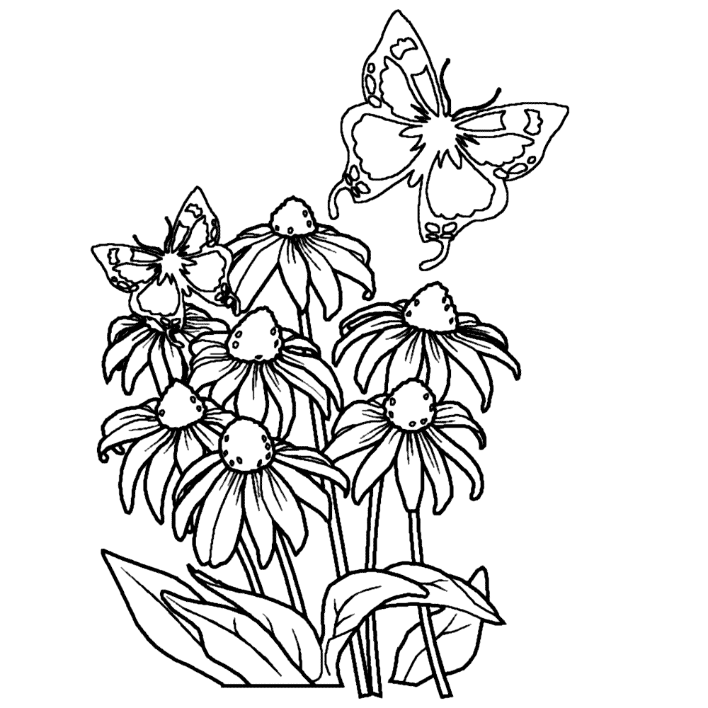Coneflower And Butterflies Coloring Page