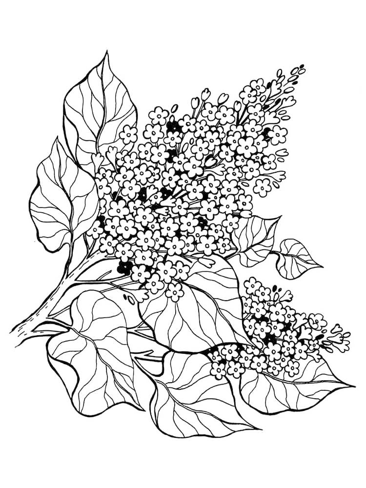 Hydrangea Flower Coloring Page