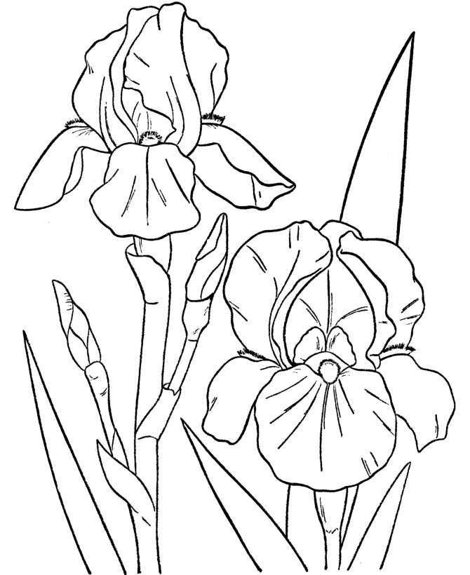 Irirs Flowers Coloring Page